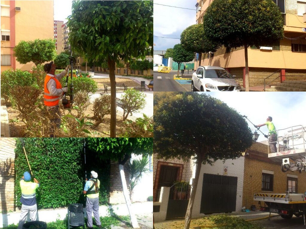 20180703 Poda collage